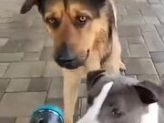 Dogs Love Spray Water