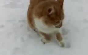 When Cat And Dog Are Out On The Snow