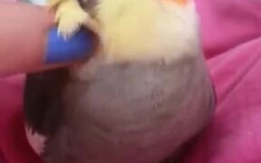 Bird Receiving Ultimate Pleasure - Animals - VIDEOTIME.COM