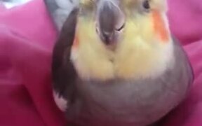 Bird Receiving Ultimate Pleasure - Animals - VIDEOTIME.COM