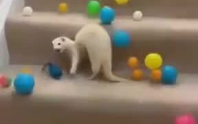 How To Trick A White Ferret