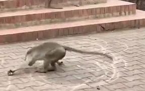 Monkey Drawing Circles - Animals - VIDEOTIME.COM