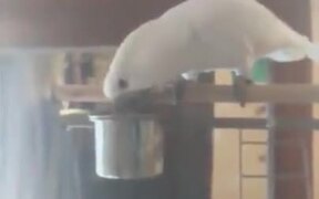 White Bird Rejecting A Healthy Salad - Animals - VIDEOTIME.COM