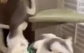 Cat Jealous Of Cat Doll - Animals - VIDEOTIME.COM