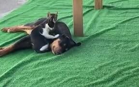 Cat Giving Massage To A Dog - Animals - VIDEOTIME.COM