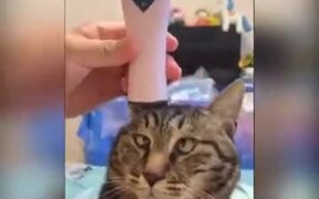 Pussy Cat Getting A Massage