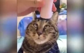 Pussy Cat Getting A Massage