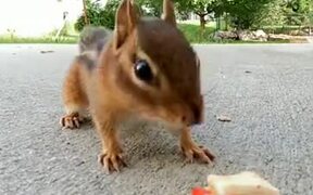 A Very Lucky Squirrel - Animals - VIDEOTIME.COM
