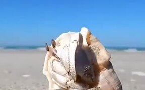 The Crabs! - Animals - VIDEOTIME.COM