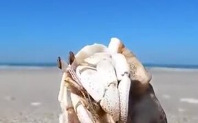 The Crabs!