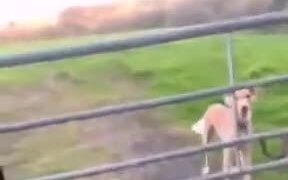 A Real Dogcopter - Animals - VIDEOTIME.COM
