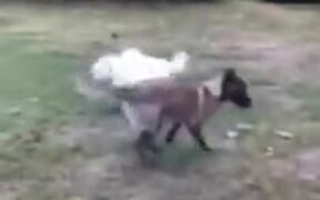 When A Big Dog Plays With Others - Animals - VIDEOTIME.COM