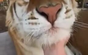 Proof: Tigers Are Big Kitties - Animals - VIDEOTIME.COM