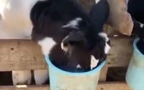 Chuck The Hungry Cow