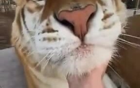 Proof: Tigers Are Big Kitties
