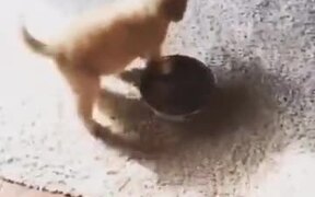 Little Puppy In Love With Her Bowl