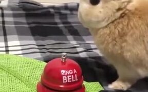 Bunny Rings A Bell For...
