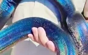 Most Beautiful Blue Snake - Animals - VIDEOTIME.COM