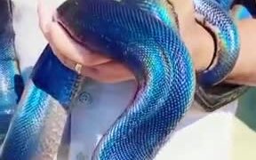 Most Beautiful Blue Snake
