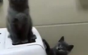 Cutest Dancing Cat Duo