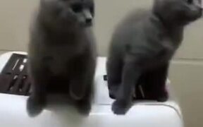 Cutest Dancing Cat Duo