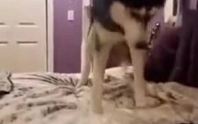 Husky Scared Of Its Own Tail