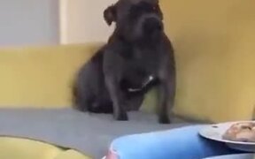 When An Excited Dog Does Tippy Taps On The Sofa - Animals - VIDEOTIME.COM