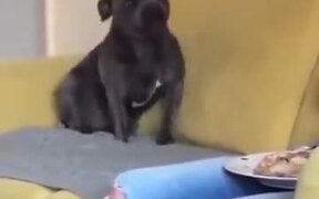 When An Excited Dog Does Tippy Taps On The Sofa