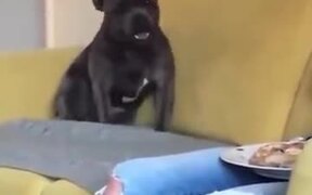 When An Excited Dog Does Tippy Taps On The Sofa - Animals - VIDEOTIME.COM