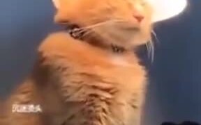 When A Cat Wants A Halo - Animals - VIDEOTIME.COM