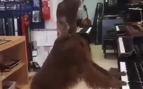 Dog Singing In A Store Playing Piano