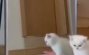 White Kitten Attacking The Mirror - Animals - VIDEOTIME.COM
