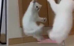 White Kitten Attacking The Mirror