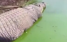 A Very Fat Crocodile