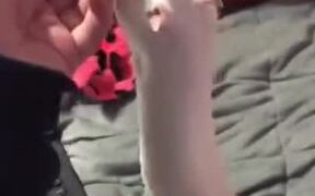 A Unique, Pen Stealing White Rat - Animals - VIDEOTIME.COM