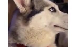 How A Guilty Husky Reacts - Animals - VIDEOTIME.COM