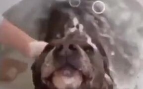 The Perfect Bath Does Not Exis - Animals - VIDEOTIME.COM