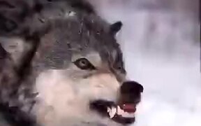 70 Wolves In One Video - Animals - VIDEOTIME.COM