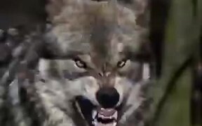 70 Wolves In One Video
