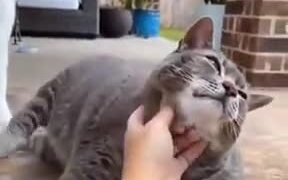 Fat, Lazy Cat Enjoying A Scratch - Animals - VIDEOTIME.COM