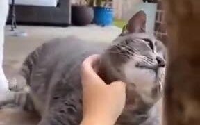 Fat, Lazy Cat Enjoying A Scratch