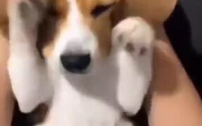 Pros Of Having A Beagle Dog