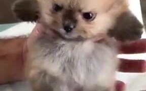 Brushing Up A Pomeranian - Animals - VIDEOTIME.COM