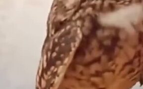 Owl Getting Love From Human