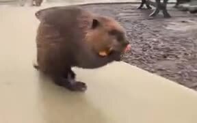 Beaver Refusing A Shopping Cart
