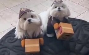 Watch The Cutest Delivery Animal Ever