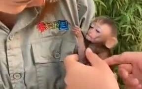Baby Monkey Wants Human Mother