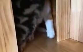 Cat Doesn't Want Dog To Leave - Animals - VIDEOTIME.COM