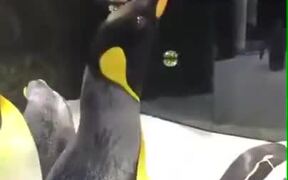 Penguins Playing With Bubbles