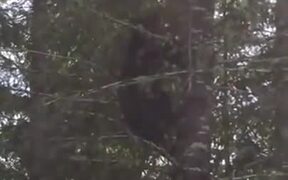 Bear Climbing A Tree Like A Cheetah